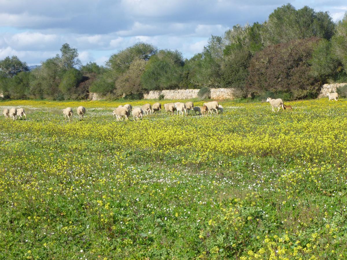 Agroturisme Son Llado Campos  Εξωτερικό φωτογραφία